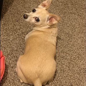 Meet your Posher, Jayla